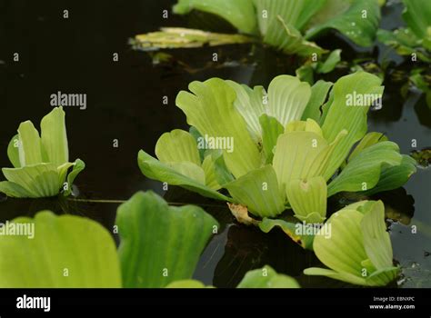 Water Lettuce Water Cabbage Shellflower Pistia Stratiotes Swimming