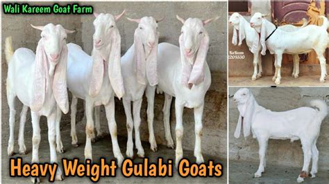 Qurbani 2024 K Heavy Weight Gulabi Bakray Wali Kareem Goat Farm Karachi