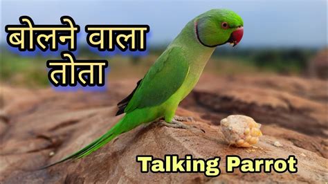 Ringneck Parrot Talking In Hindi इंसानों की तरह बोलने वाला तोता Mithu Ki Awaz Youtube