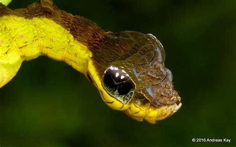 Por Qu Esta Oruga Se Convierte En Una Serpiente Venenosa Cuando Se