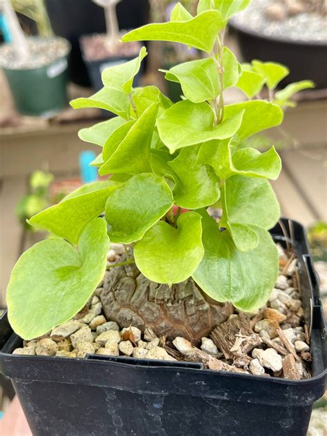 4 Pot Dioscorea Elephantipes Live Plant Etsy