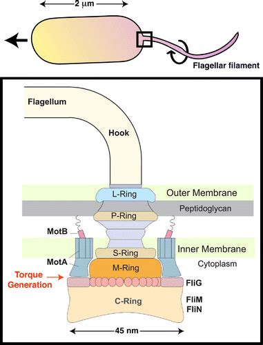 Full Article The Biophysicists Guide To The Bacterial Flagellar Motor