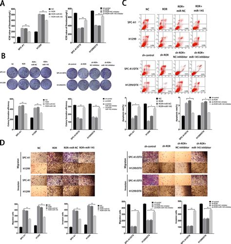 Function Of Linc Ror In Chemoresistance Of Lad Cells Is Partially