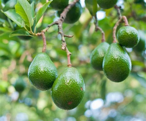 Guia Completo Sobre O Cultivo De Abacate Do Plantio Colheita E