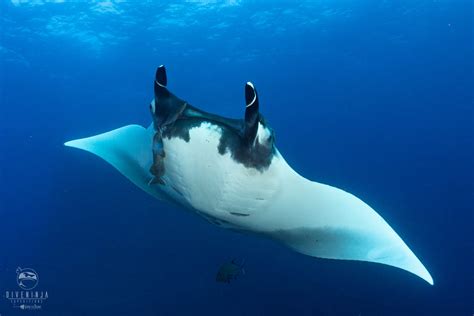 Lugar de la noche Ballena barba limpiar mono manta prima Adicto estaño