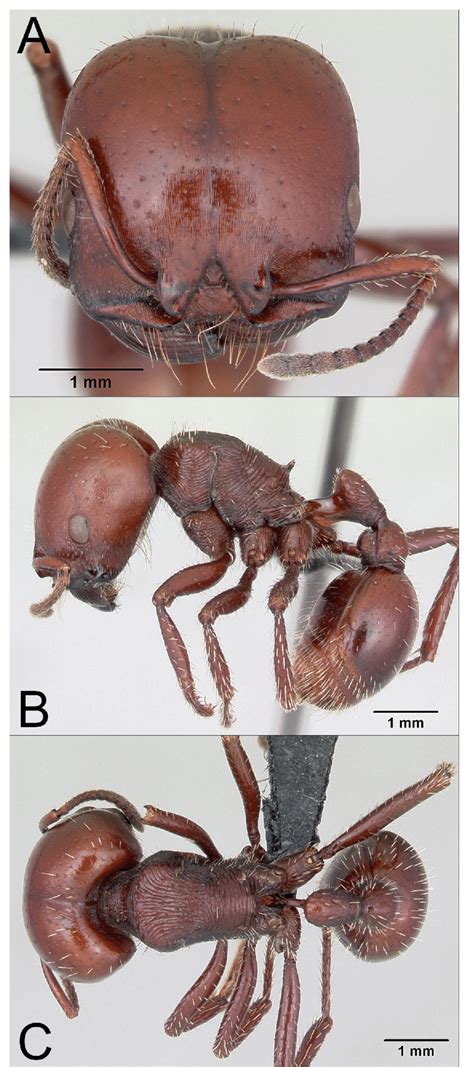 Photograph of Pogonomyrmex coarctatus Mayr supermajor worker: (A)... | Download Scientific Diagram