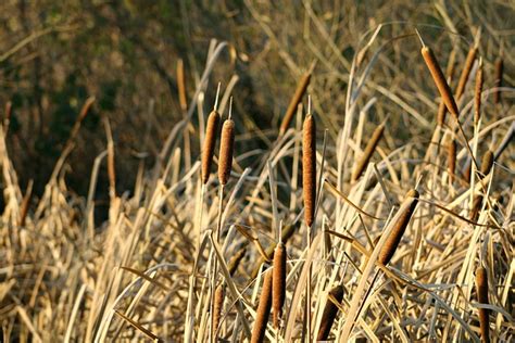 Quenouille Roseau L Eau Terres Photo Gratuite Sur Pixabay Pixabay