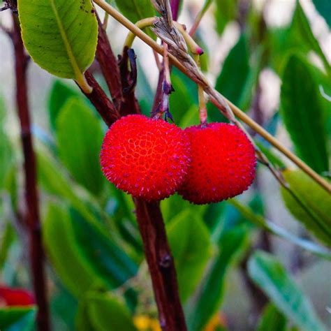 Strawberry-tree-fruit | Strawberry tree, Fruit, Strawberry