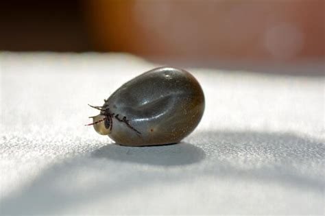 Premium Photo Blood Sucking Ectoparasites A Tick Soaked With Blood