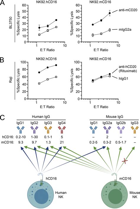 Mouse Or Human Cd16 Fcγ Receptor On Nk92 Cells Induces Strong Adcc A