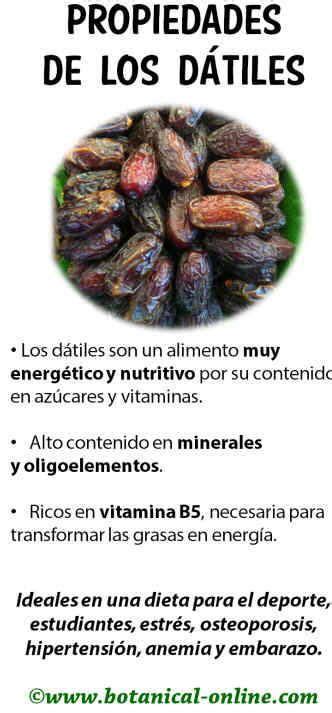 Propiedades de los datiles Consejos de nutrición Guía de nutrición