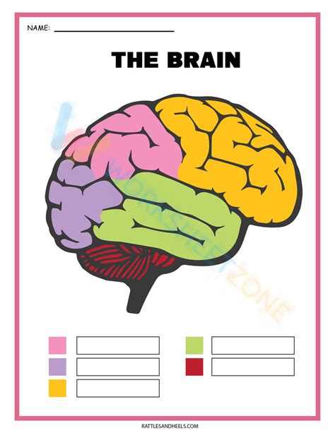 Label Parts Of The Brain Worksheet Worksheets Library