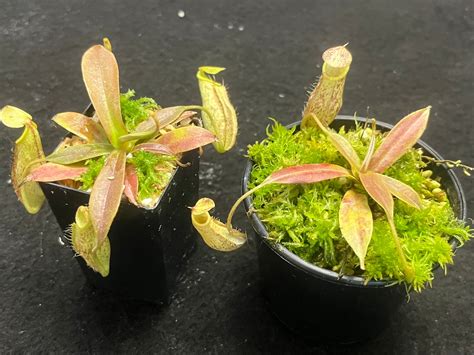 Nepenthes Spectabilis X Mira Pitcher N Moss