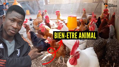 Formation Gratuite N Comment Assurer La Sante Du Poulet Goliath