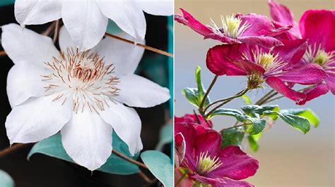 How To Grow Care For Clematis Vines