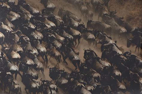 Wildebeest Stampede