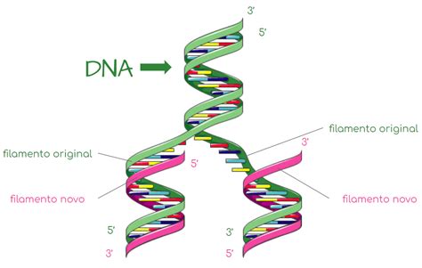 Do DNA a proteína Como as células leem o genoma Mind Map