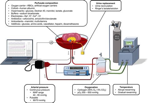 Renal Normothermic Machine Perfusion The Road Toward Clinic