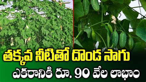 How To Earn High Profits With Ivy Gourd Cultivation Vegetables