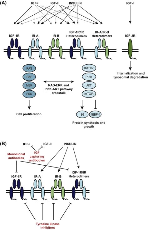 Igf Signaling Pathway And Targeting Strategies A The Classical Model