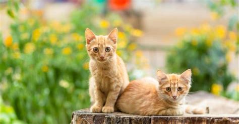 Orange Kitten Names - A-Z Animals