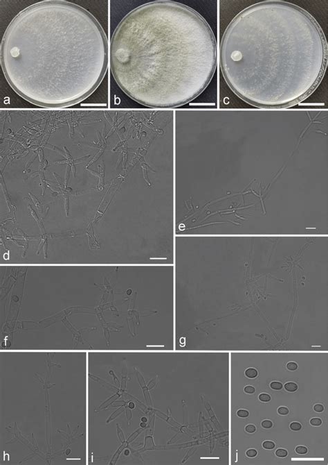 Trichoderma Subuliforme Ymf A C Cultures After D At