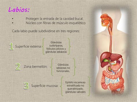 Histología De La Cavidad Bucal Y El Conducto Alimentario