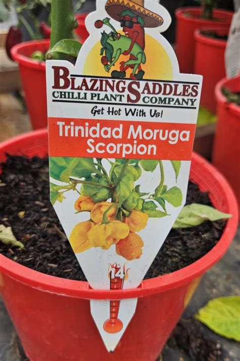 Trinidad Moruga Scorpion Perth Frangipani Heaven Perth