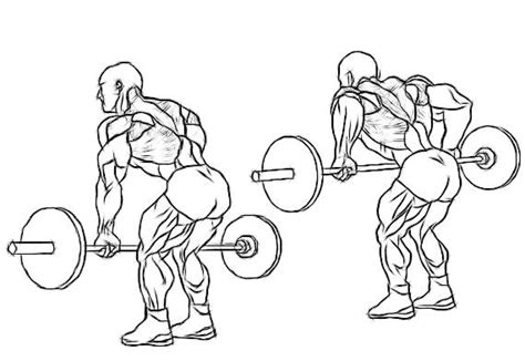 Exercise Science and Fitness Training: The Basic Exercises for Strength