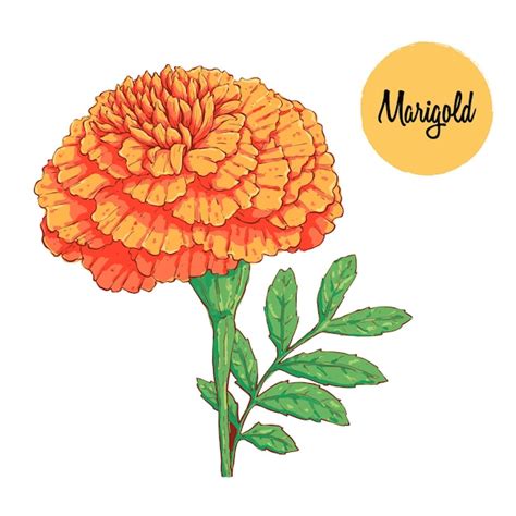 Premium Vector Beautiful Marigold Flower Illustration Colored Hand