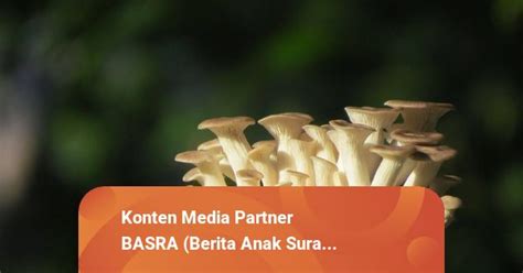 Mengenal Baglog Media Tanam Jamur Tiram Yang Terbuat Dari Serbuk Kayu