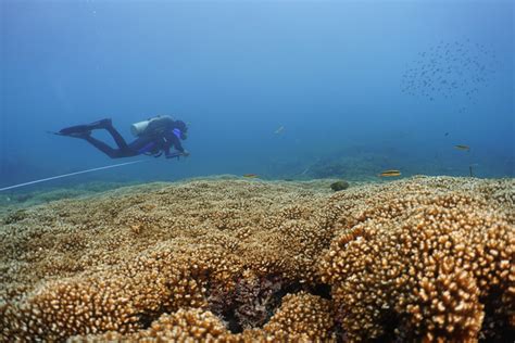 Coral Reefs In The Eastern Pacific Could Surv Eurekalert