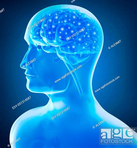 Human Brain X Ray View Stock Photo Picture And Low Budget Royalty