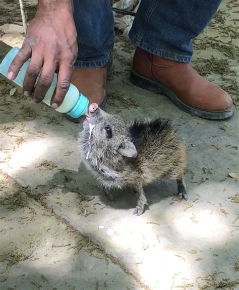 Collared Peccary From Morelos COAH MX On October 11 2019 At 01 21 PM