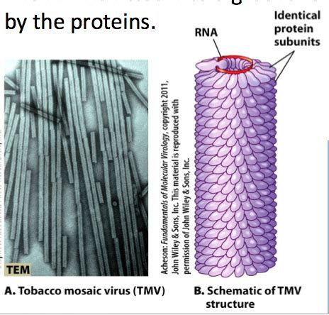 Biology Chapter Viruses Flashcards Quizlet