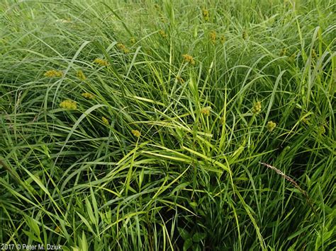 Carex Cristatella Crested Sedge Minnesota Wildflowers