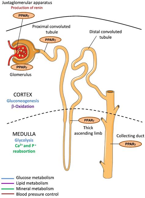 IJMS Free Full Text Maintenance Of Kidney Metabolic Homeostasis By