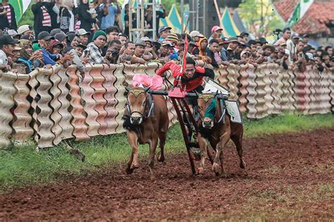 Kerapan Sapi Piala Bupati Sumenep Sarana Silaturahim Dan Pelestarian