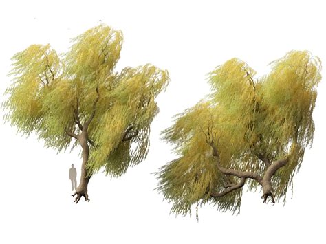 3D Model Salix Babylonica Weeping Willow 17 TurboSquid 2136303