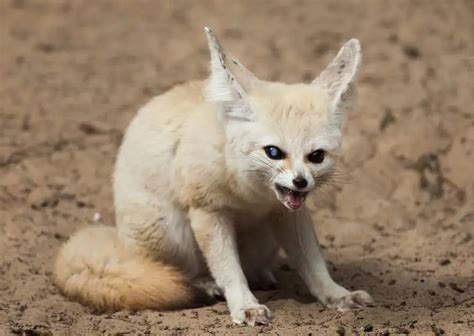 Fennec Fox Facts - AnimalBehaviorCorner