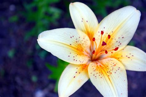 Moons Flower: Lily Flower