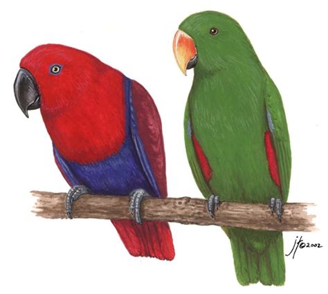 Adw Eclectus Roratus Information