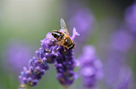 Bee On Purple Lavender Free Stock Photo