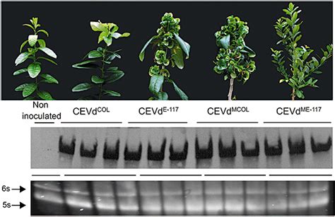 Two Nucleotide Positions In The Citrus Exocortis Viroid RNA Associated