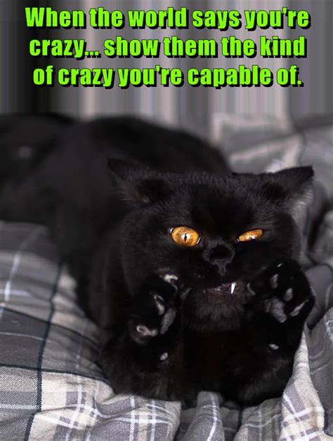 You Ain T Seen Nothin Yet Lolcats Lol Cat Memes Funny Cats Funny Cat Pictures With