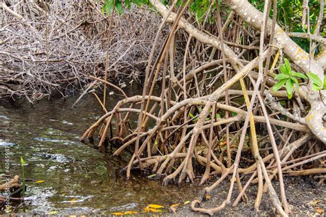 Red Mangroves Rhizophora Mangle Have Unique Aboveground Prop Roots