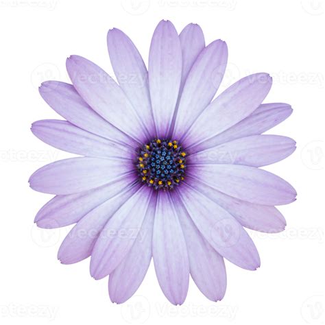 Blu Osteospermum Margherita Fiore Isolato Con Ritaglio Sentiero