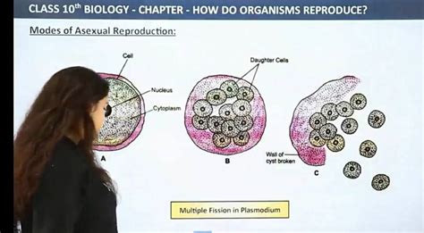 CLASS 10th BIOLOGY CHAPTER HOW DO ORGANISMS REPRODUCE Modes Of Asex