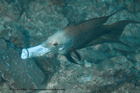 Fish Of Okinawa Okinawa Nature Photography