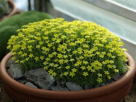 Dionysia diapensiifolia - Alpine Garden Society